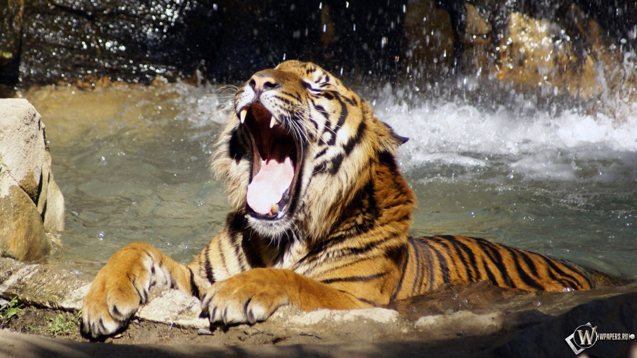 Тигр в реке рычит 1280x720