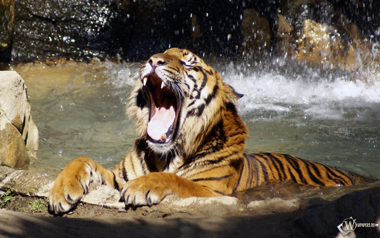 Тигр в реке рычит 1280x800