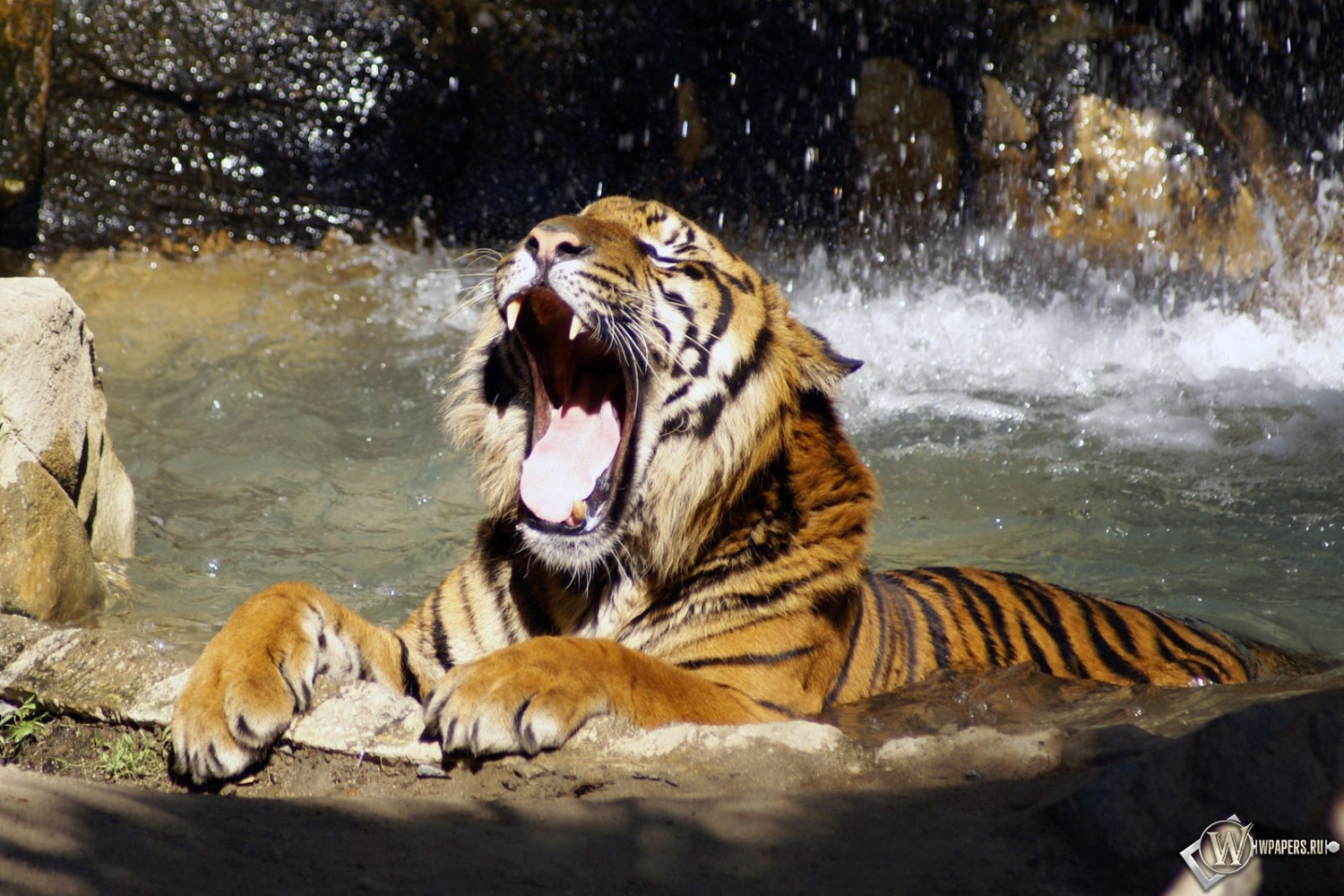 Тигр в реке рычит 1500x1000