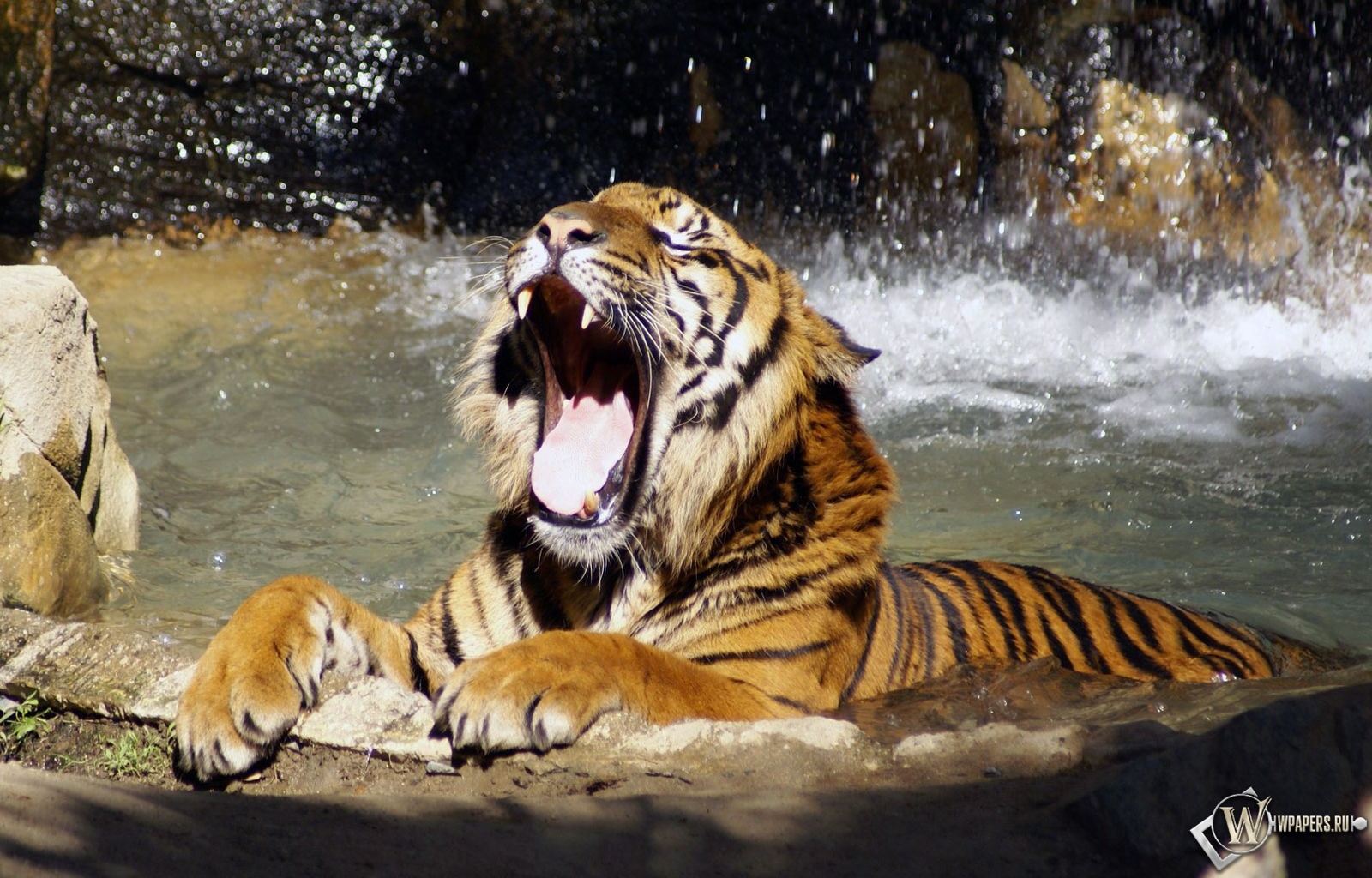 Тигр в реке рычит 1600x1024