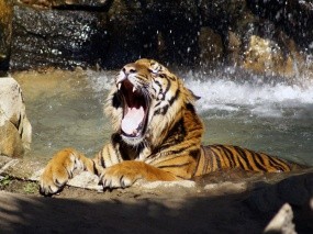 Обои Тигр в реке рычит: Река, Тигр, Рычит, Тигры