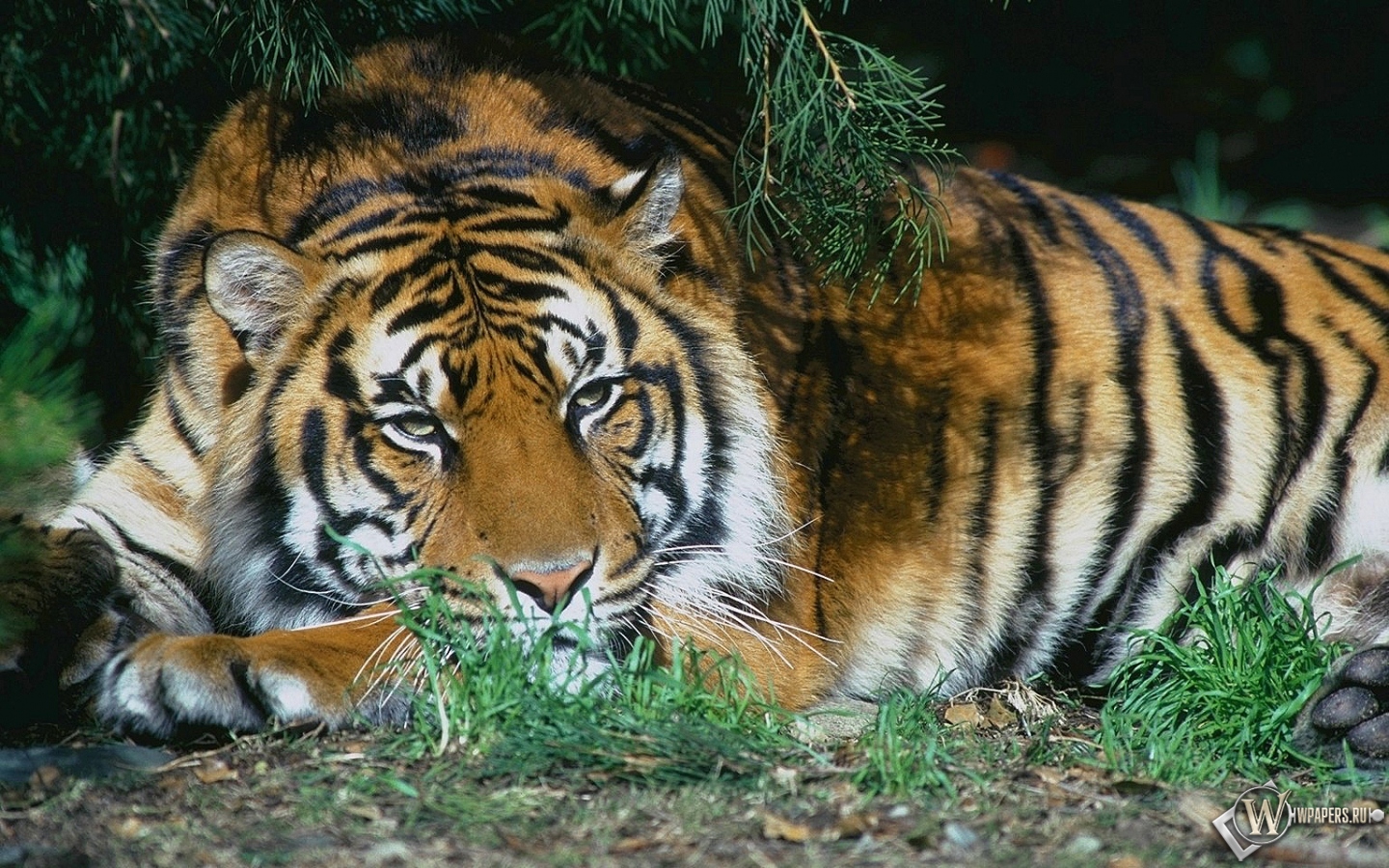 Тигр отдыхает 1440x900