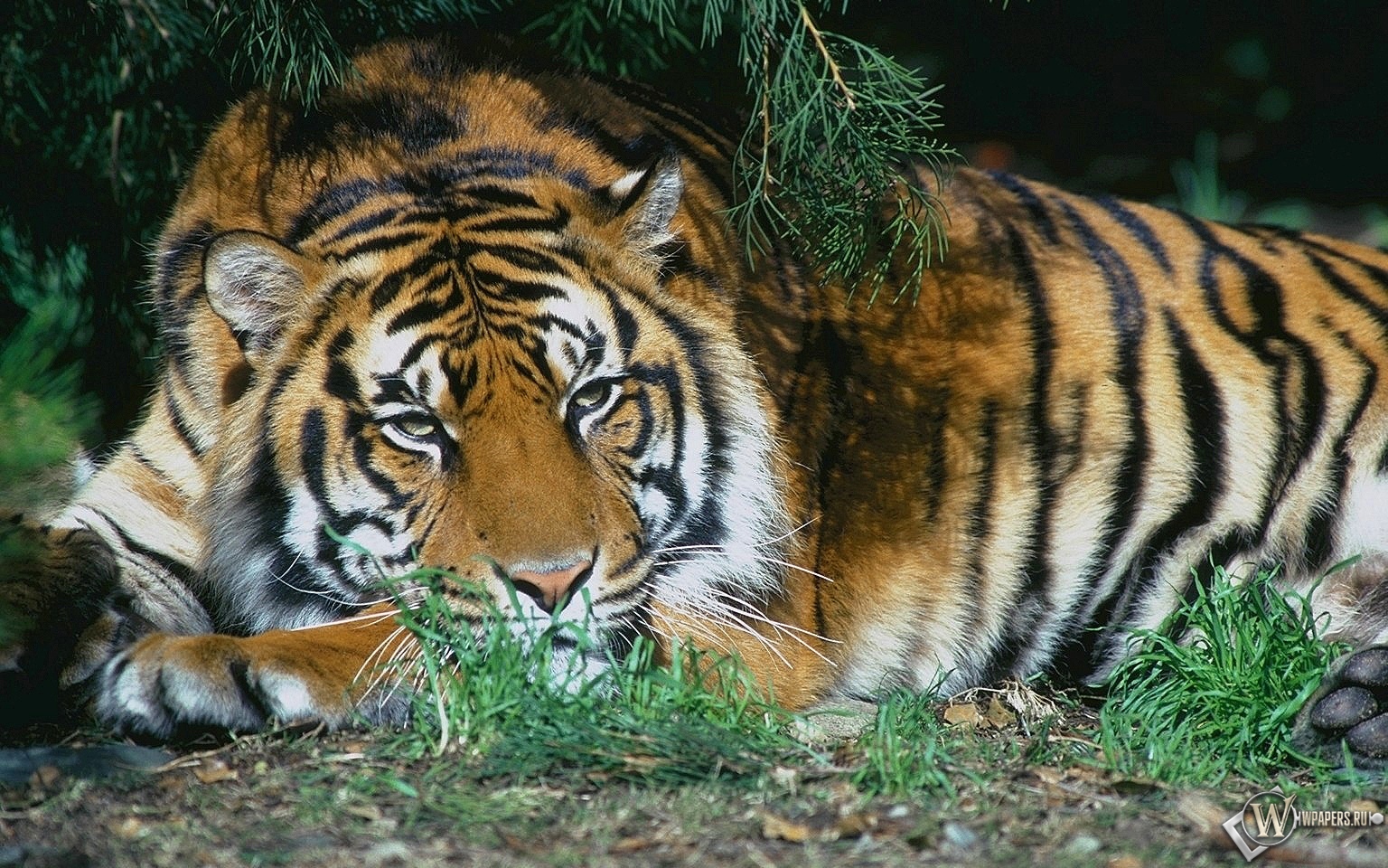 Тигр отдыхает 1536x960
