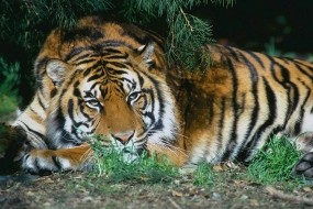 Обои Тигр отдыхает: Отдых, Тигр, Дикая кошка, Тигры