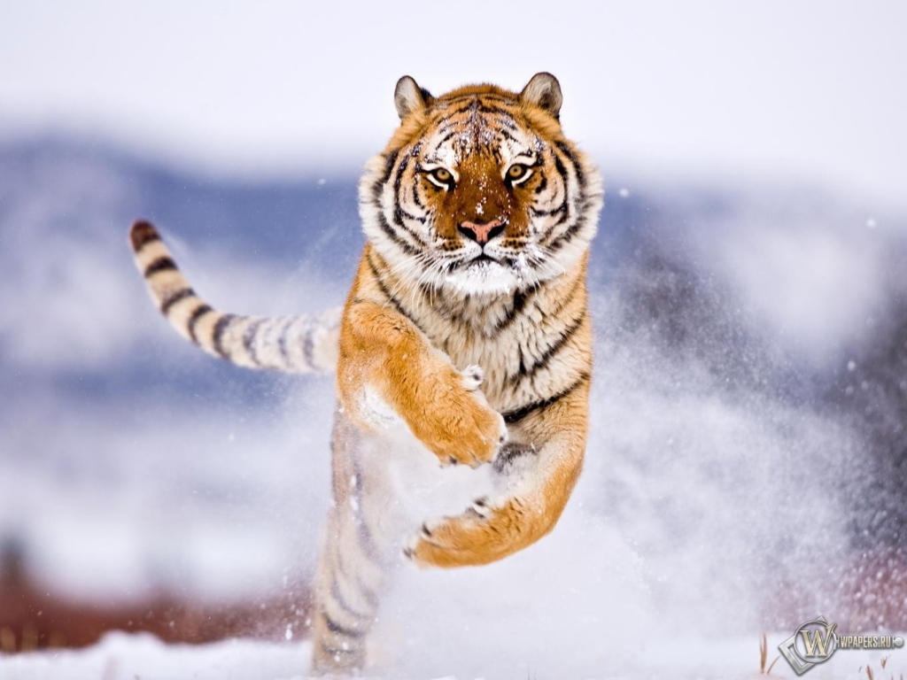 Тигр бежит по снегу 1024x768