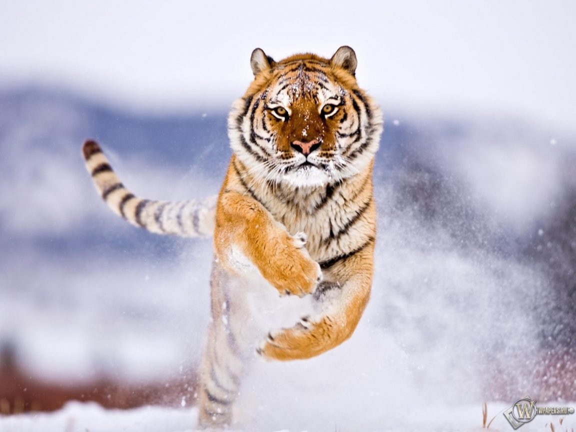 Тигр бежит по снегу 1152x864