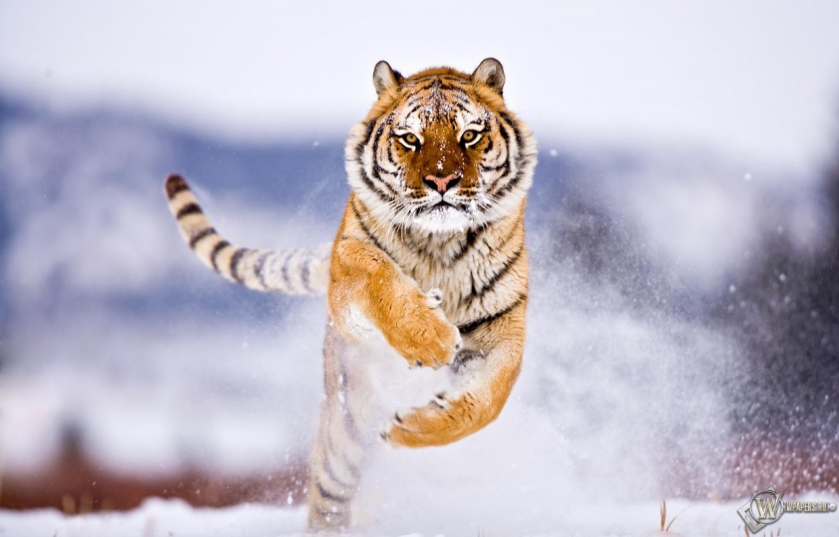 Тигр бежит по снегу 1200x768