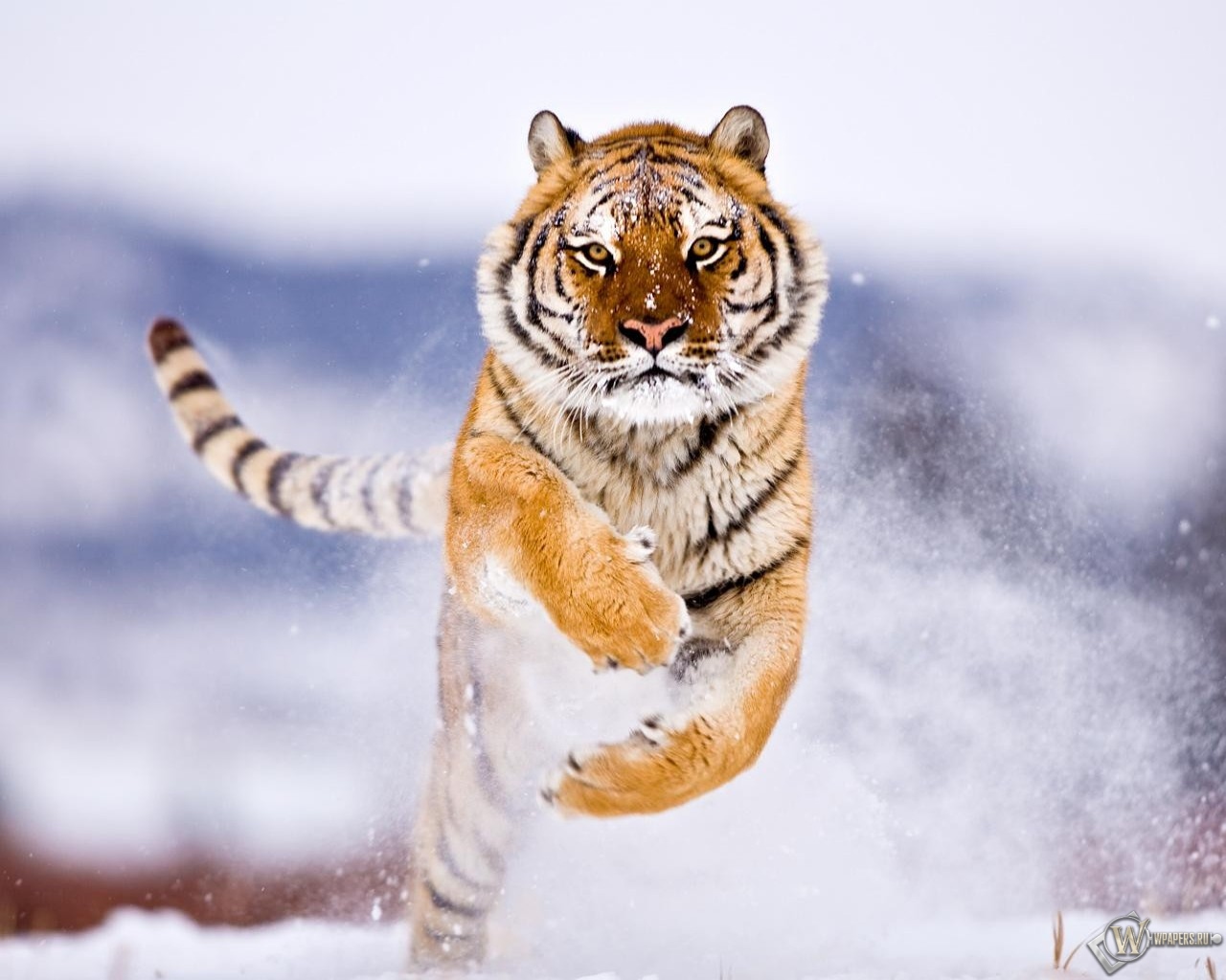 Тигр бежит по снегу 1280x1024