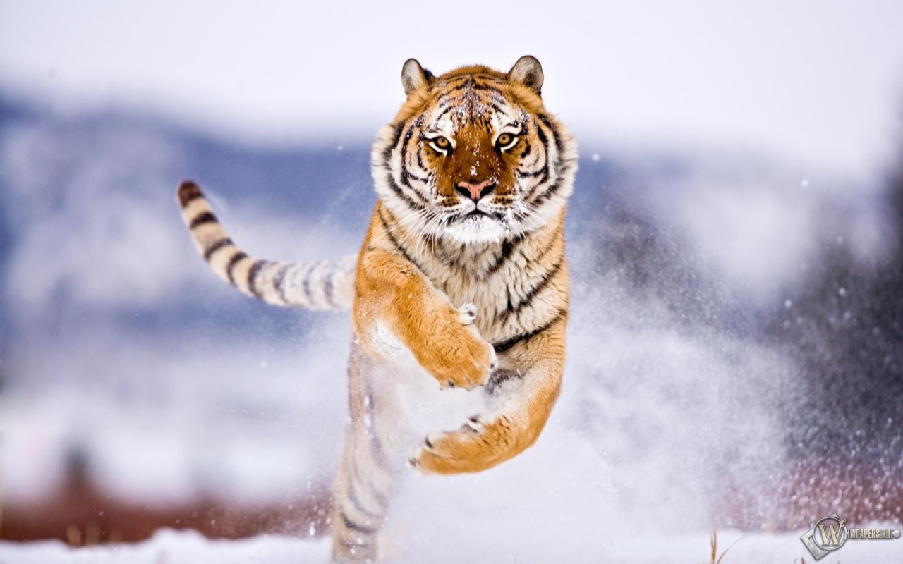 Тигр бежит по снегу 1280x800