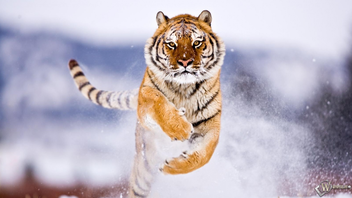 Тигр бежит по снегу 1366x768