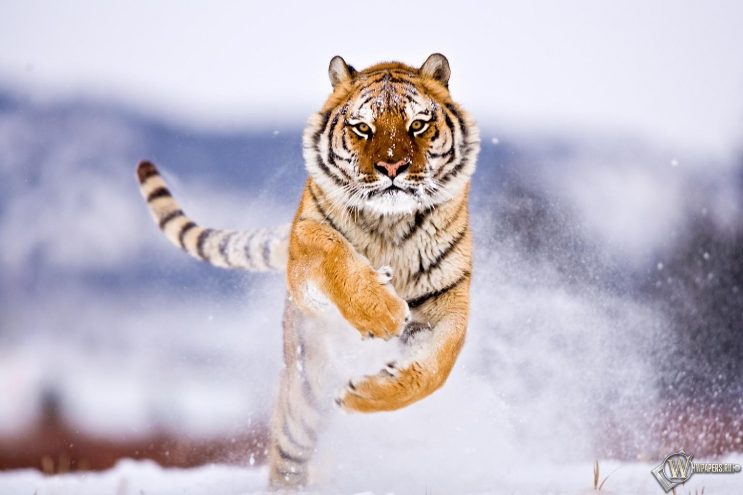 Тигр бежит по снегу 1500x1000