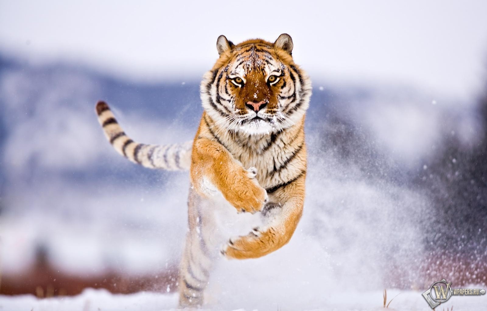 Тигр бежит по снегу 1600x1024