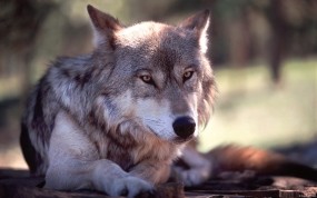 Обои Волк: Волк, Серый, Животное, Волки