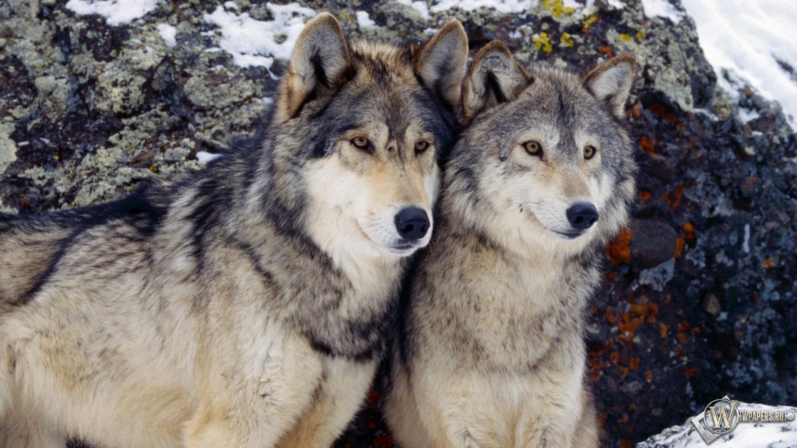 Волки зимой 1600x900