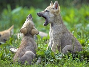 Обои Волчата: Малыши, Волчата, Игры, Волки