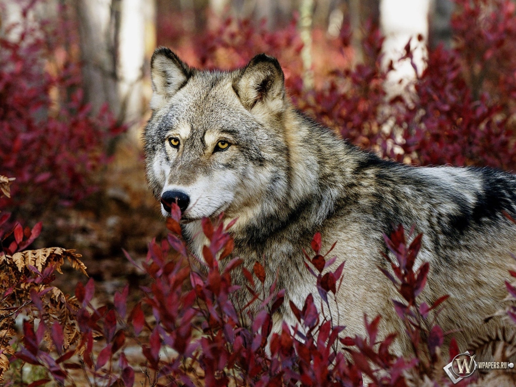 Волк в красных листьях 1024x768