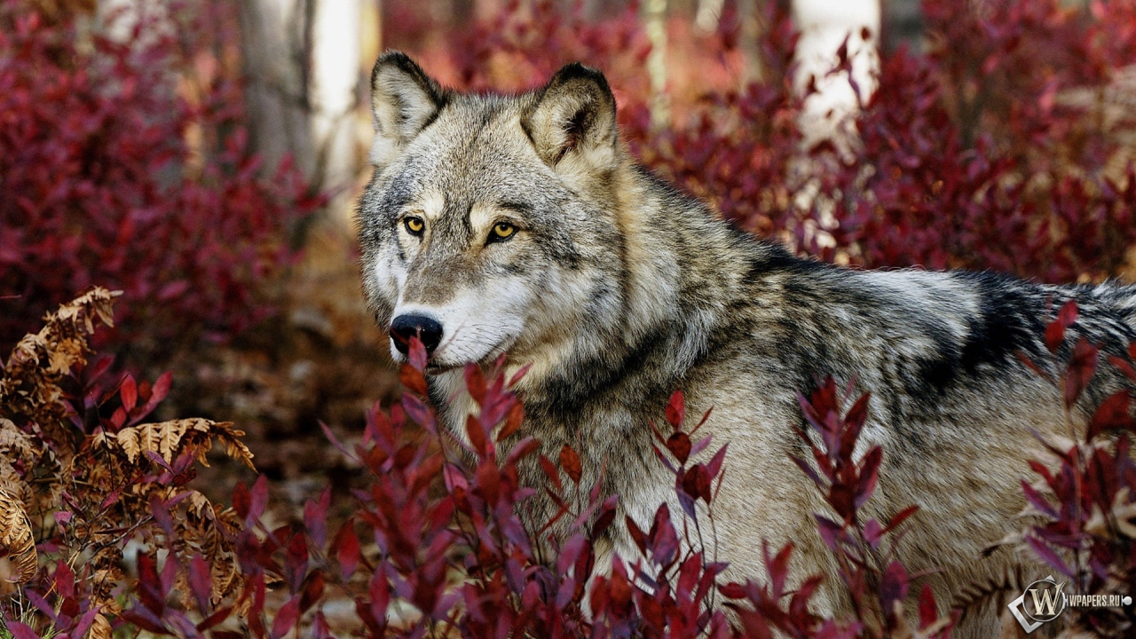 Волк в красных листьях 1280x720