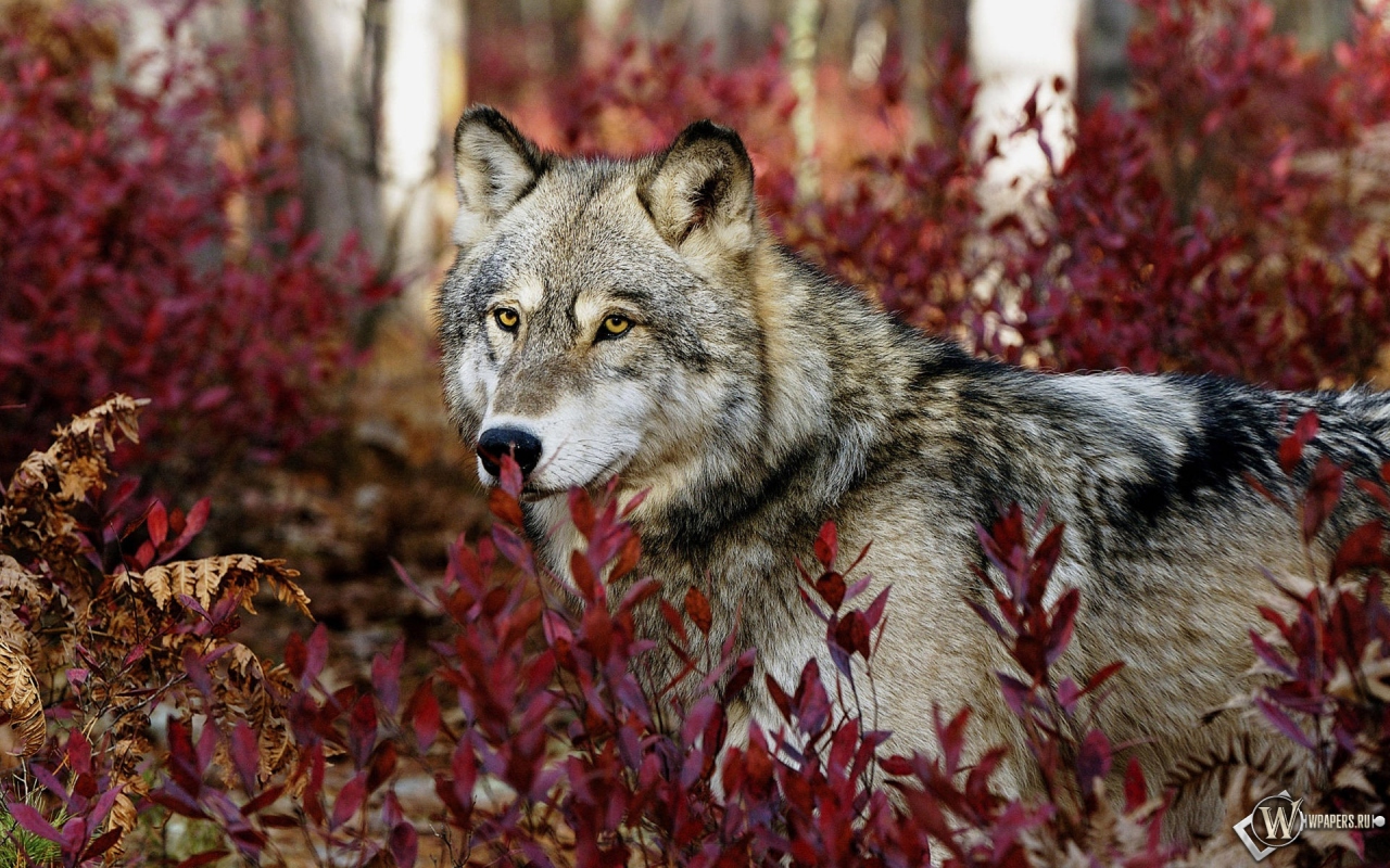 Волк в красных листьях 1280x800