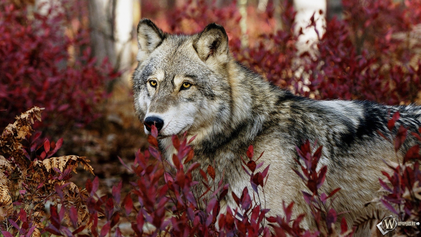 Волк в красных листьях 1366x768