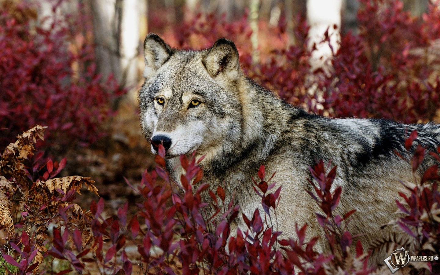 Волк в красных листьях 1440x900