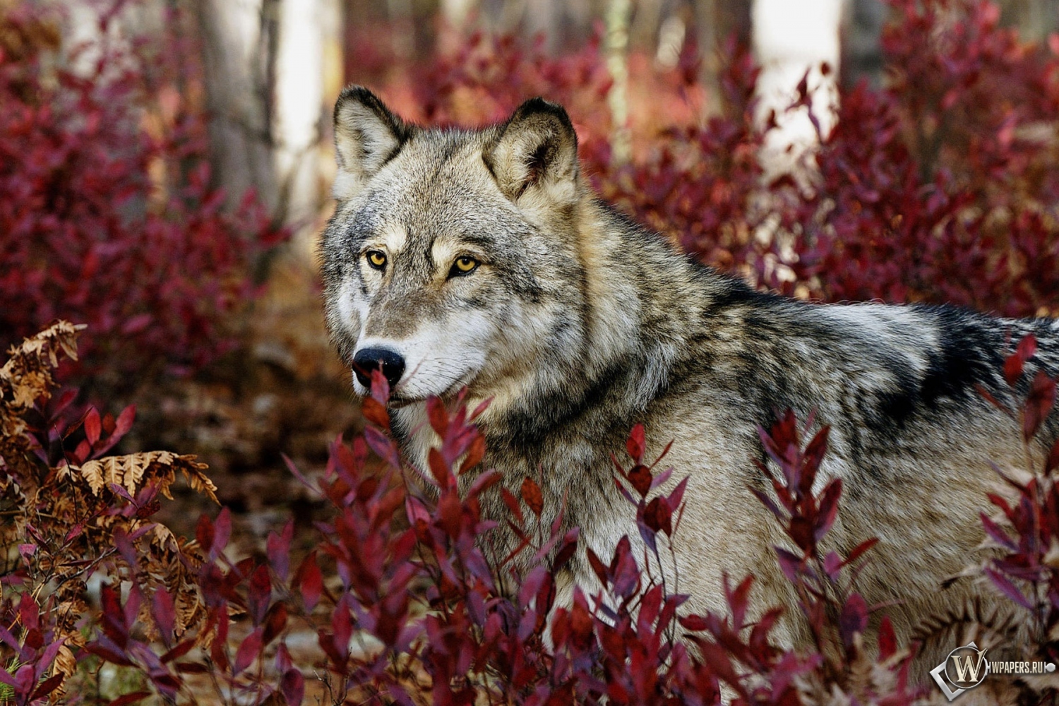 Волк в красных листьях 1500x1000