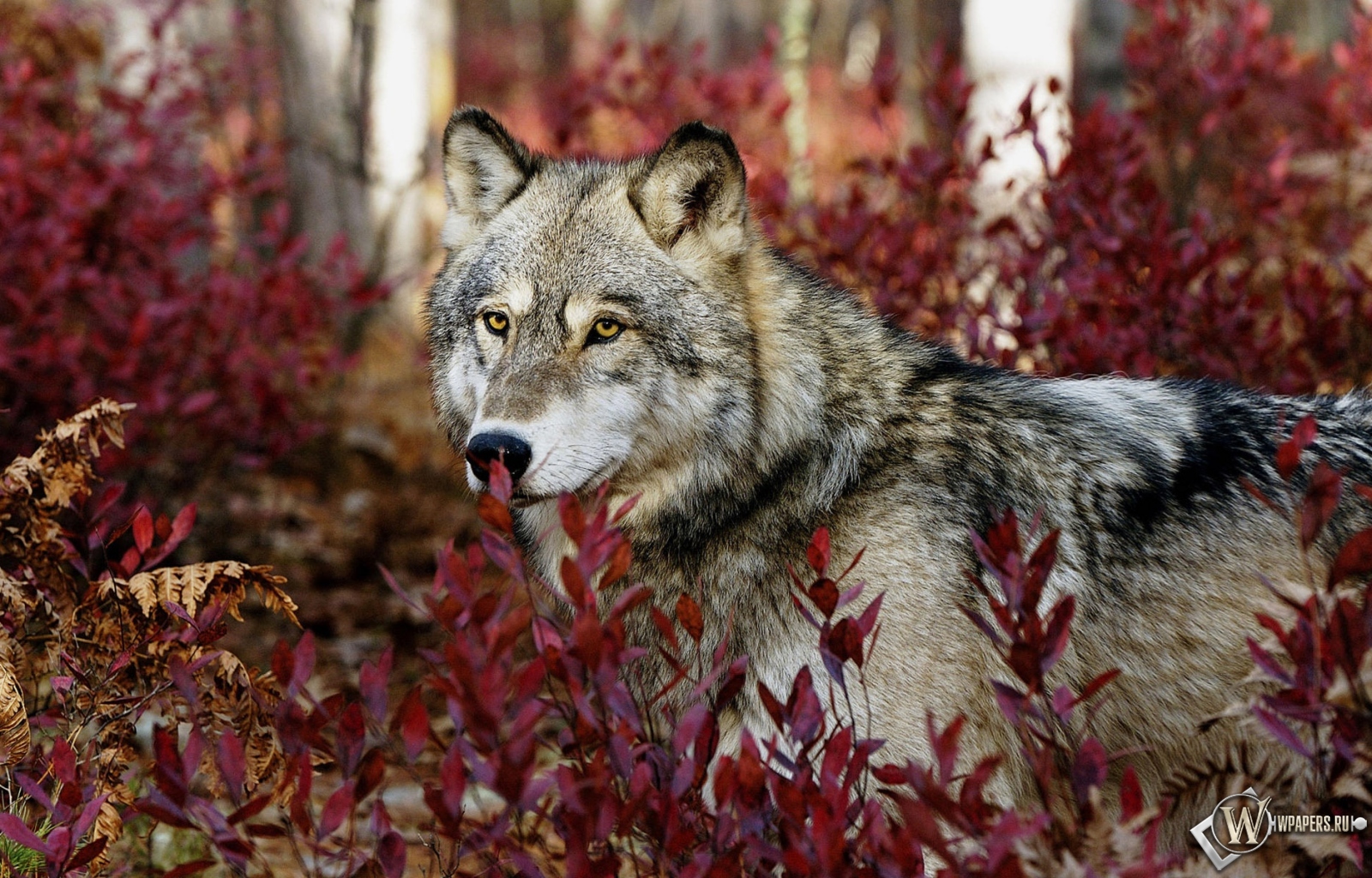 Волк в красных листьях 1600x1024