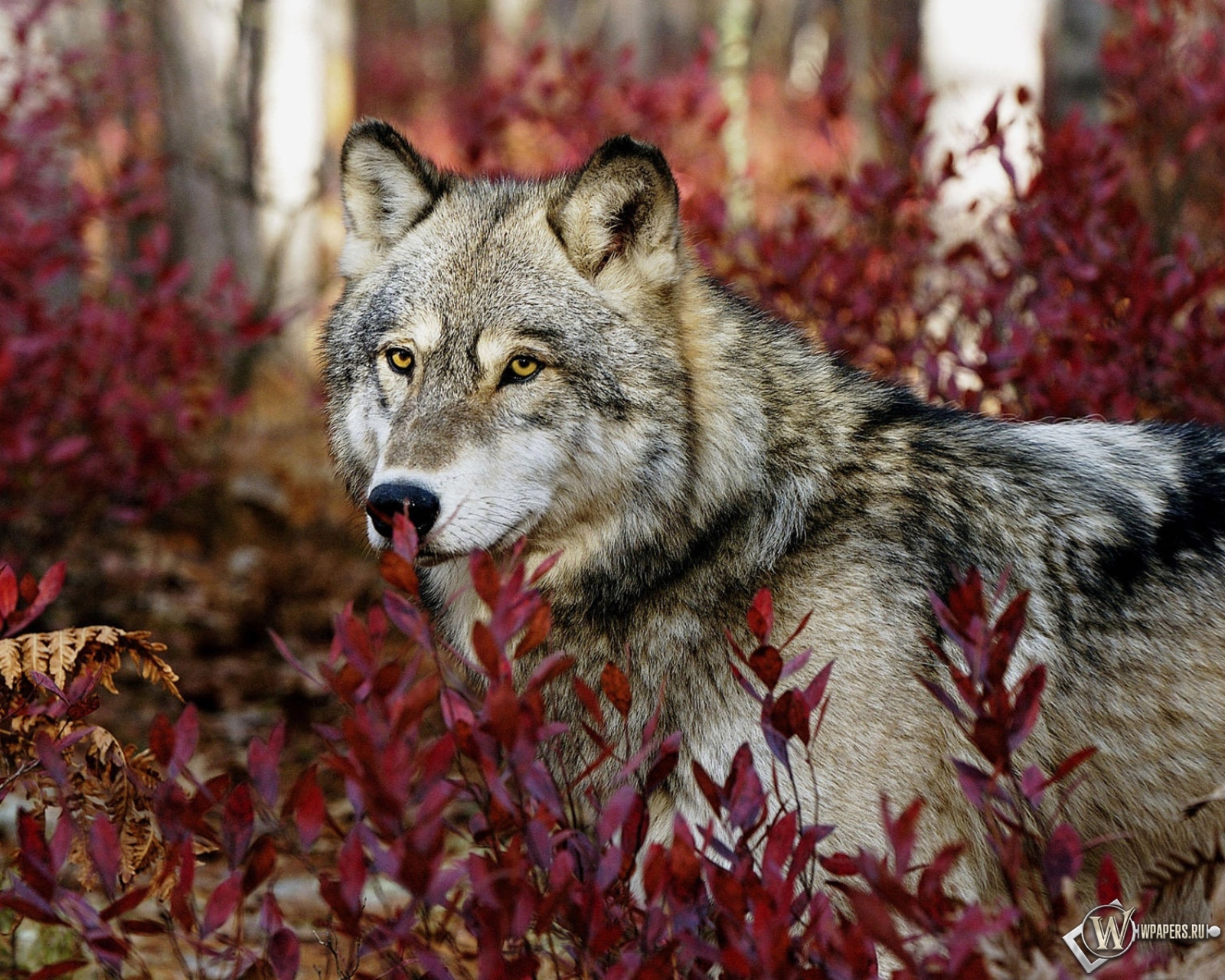 Волк в красных листьях 1600x1280