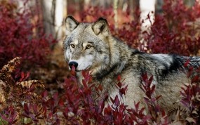 Обои Волк в красных листьях: Взгляд, Волк, Листья, Волки
