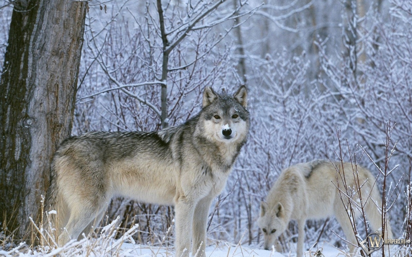 Волк в лесу 1440x900