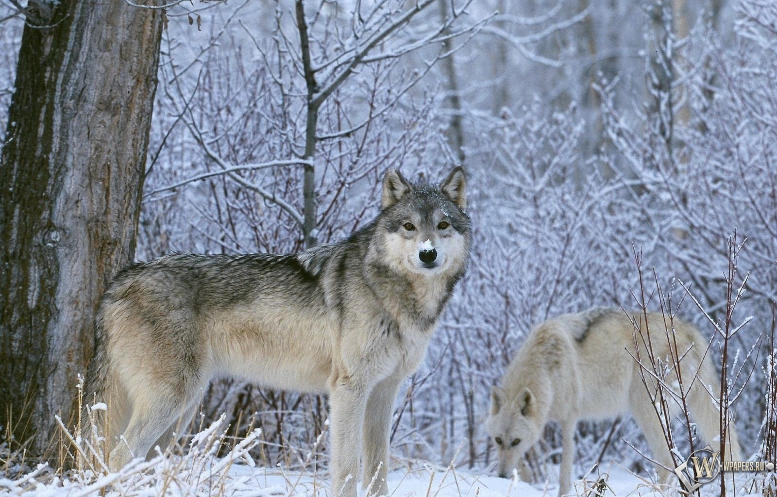 Волк в лесу 1600x1024
