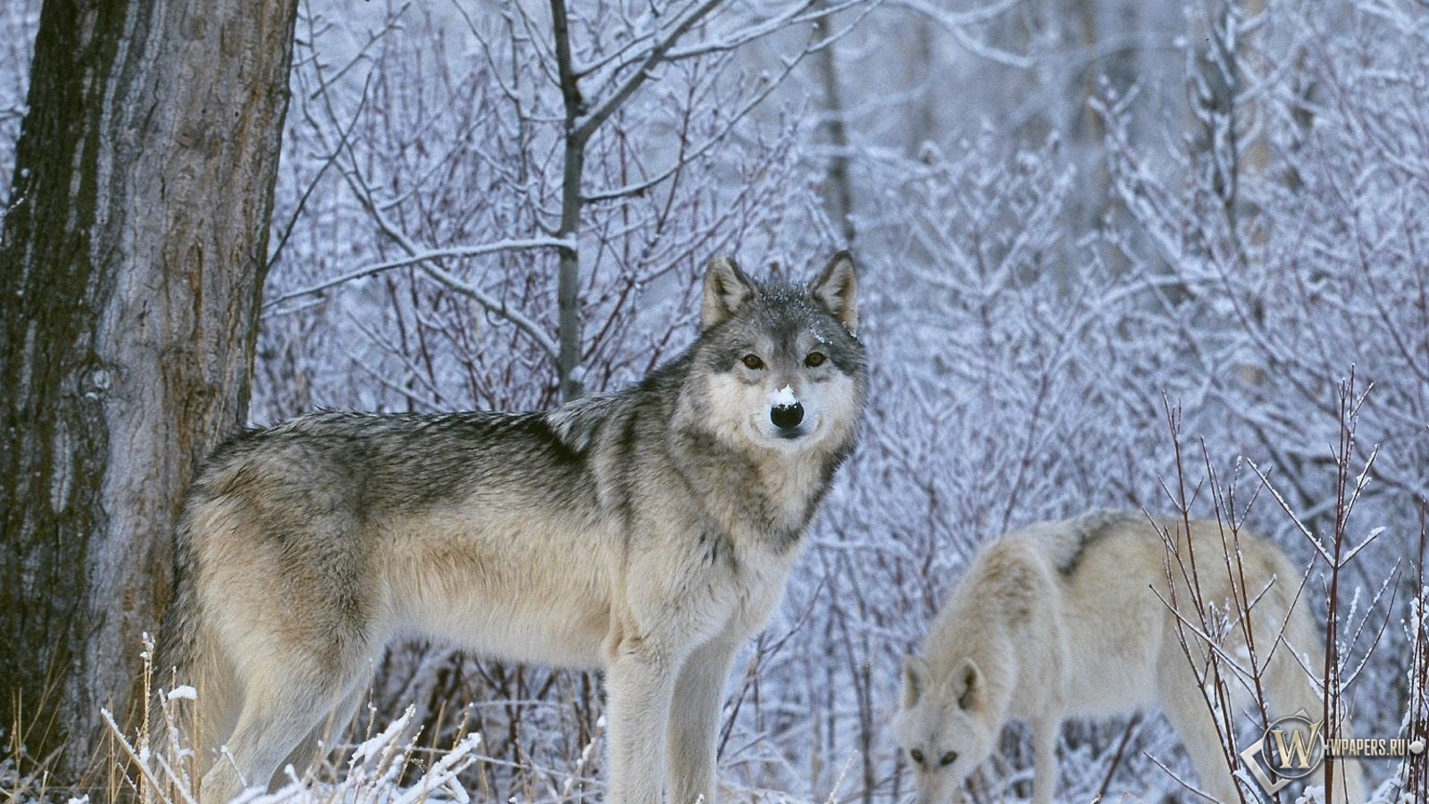 Волк в лесу 1600x900