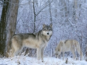 Обои Волк в лесу: Зима, Лес, Волк, Волки