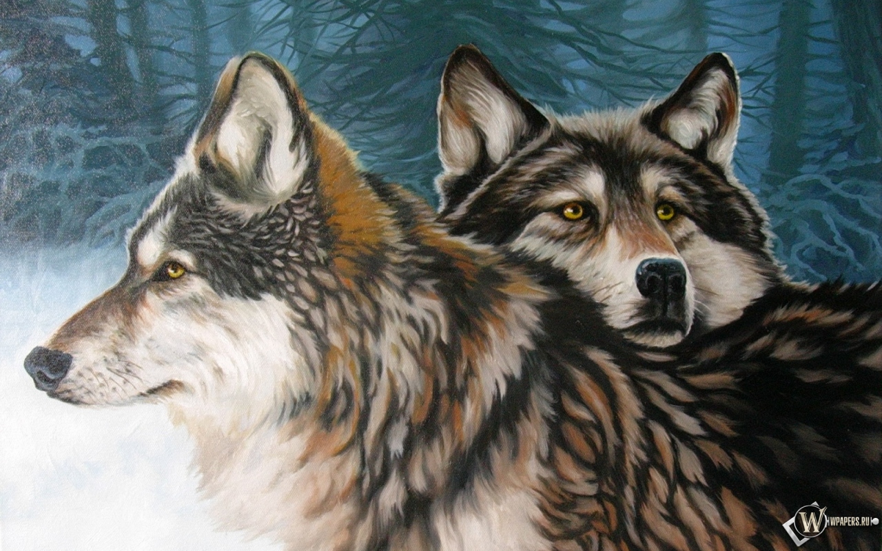 Два волка 1280x800