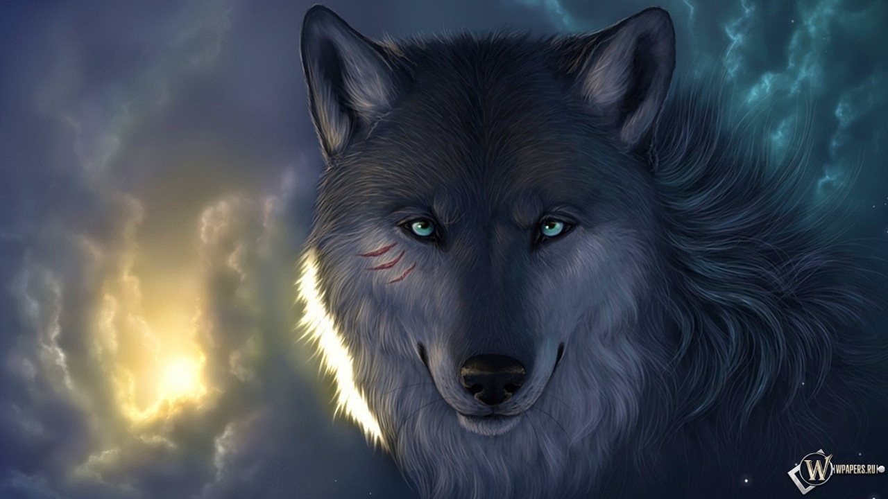 Мудрый волк 1280x720