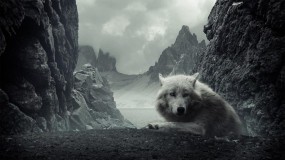 Обои Белый волк: Горы, Волк, Белый, Волки