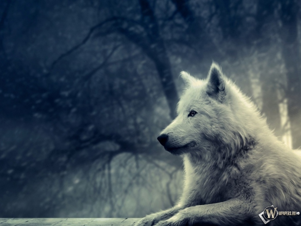 Волк в зимнем лесу 1024x768