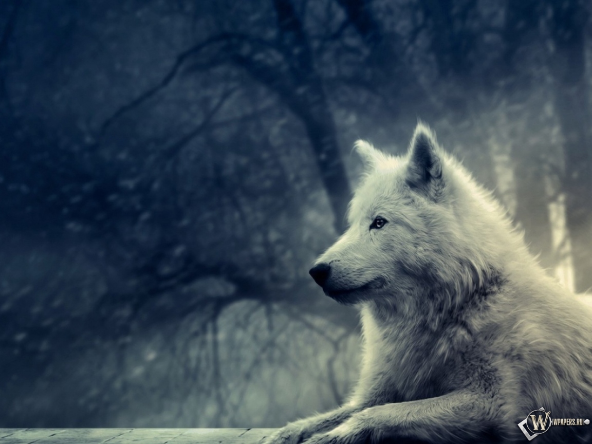 Волк в зимнем лесу 1152x864