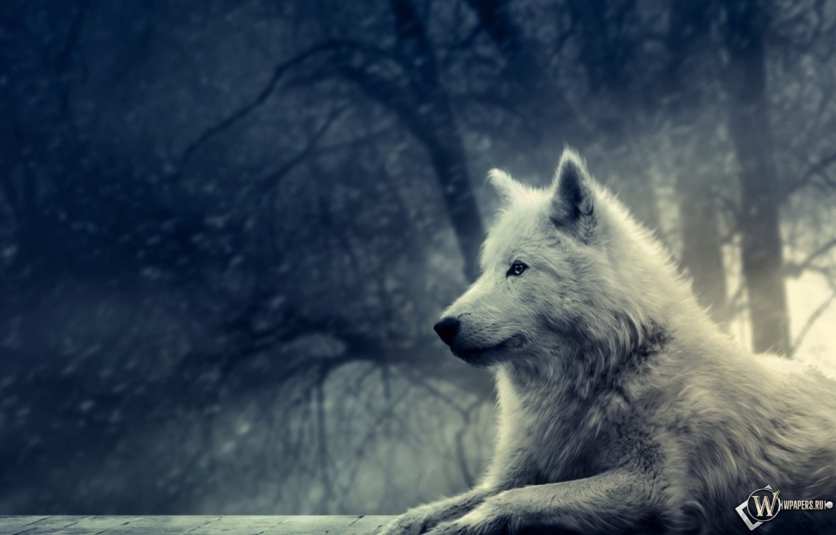 Волк в зимнем лесу 1200x768