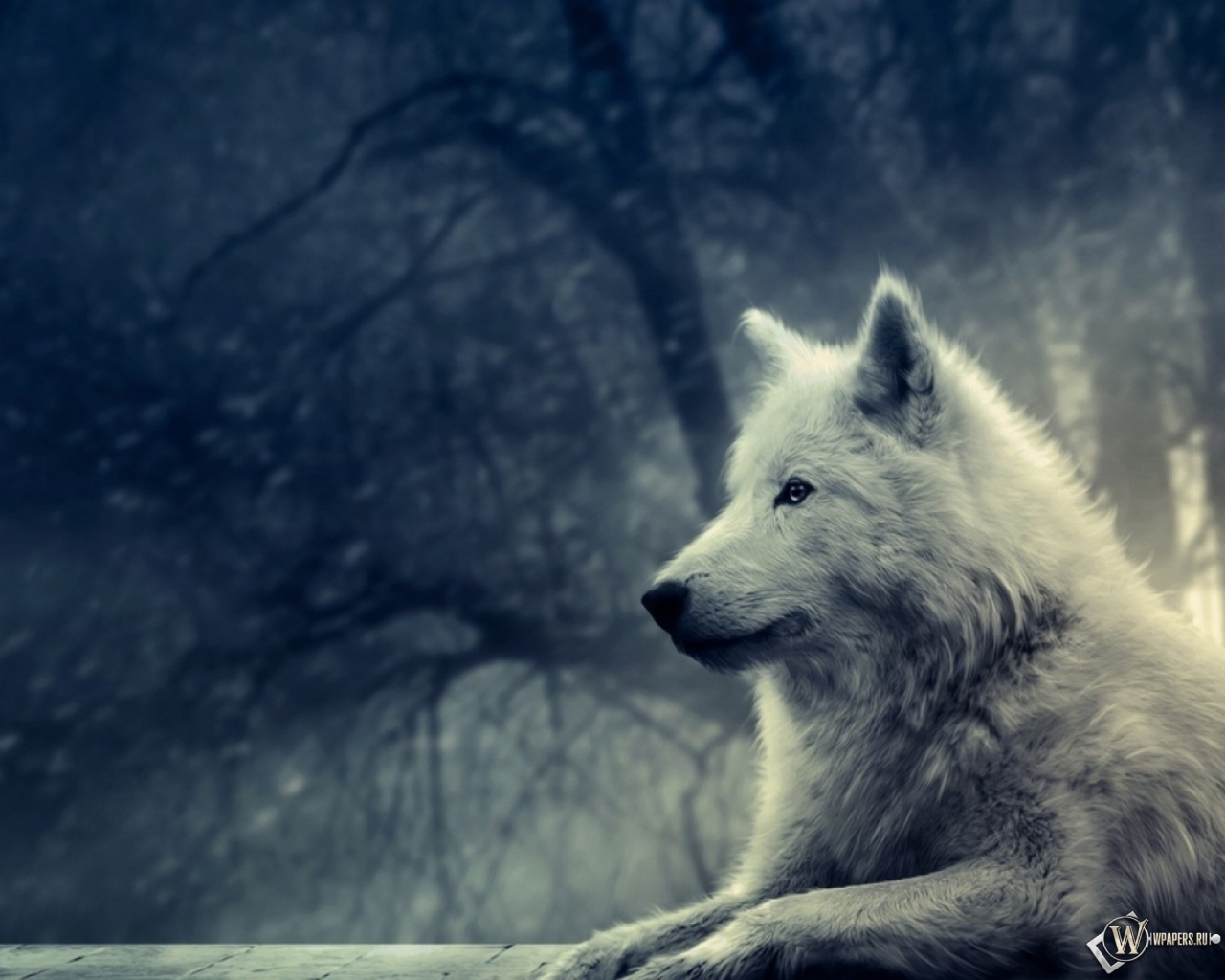 Волк в зимнем лесу 1280x1024
