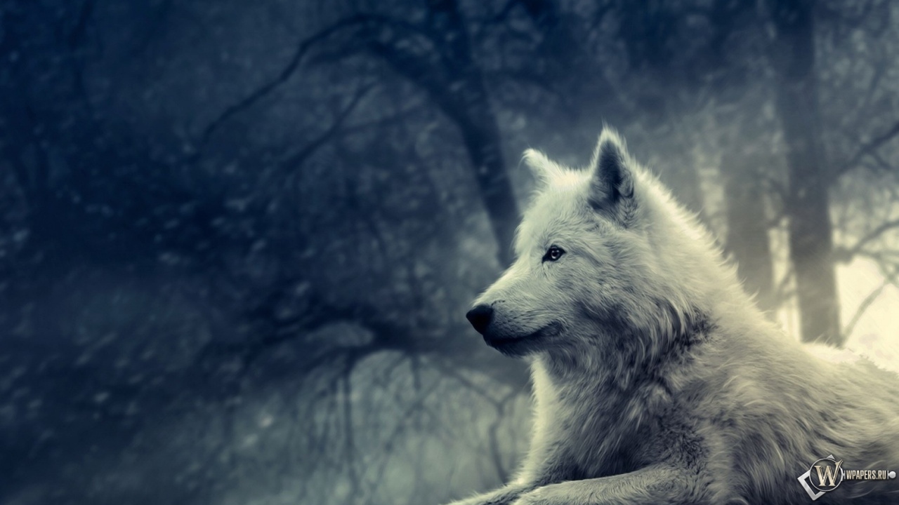 Волк в зимнем лесу 1280x720