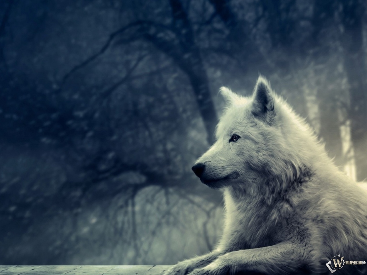 Волк в зимнем лесу 1280x960