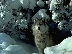 Обои Волк: Снег, Волк, Ели, Волки
