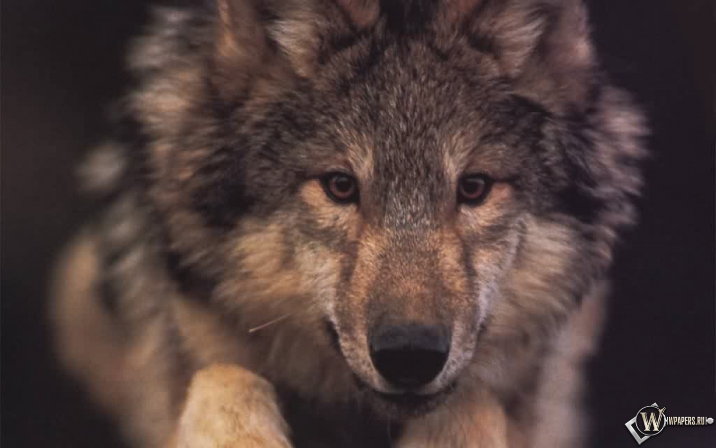 Волчонок 1440x900