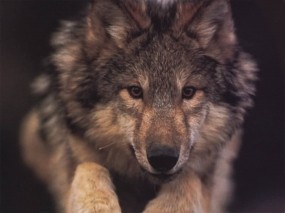Волчонок