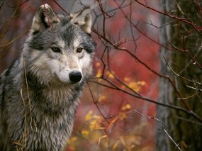 Обои Волк: Дерево, Волк, Ветки, Волки