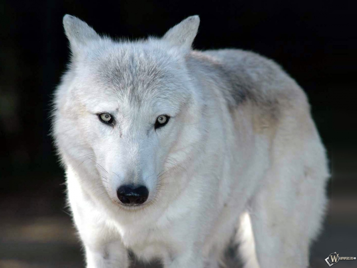 Белый волк 1152x864