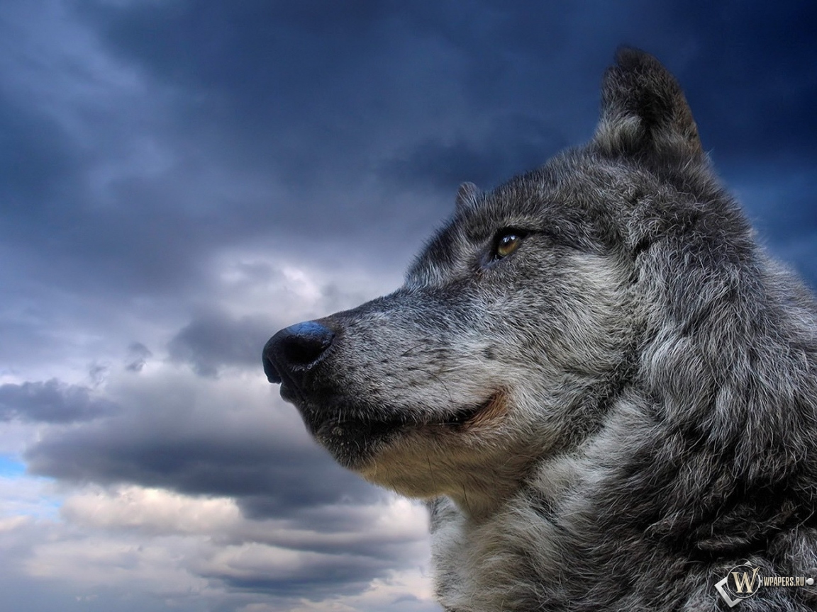 Волк на фоне неба 1152x864