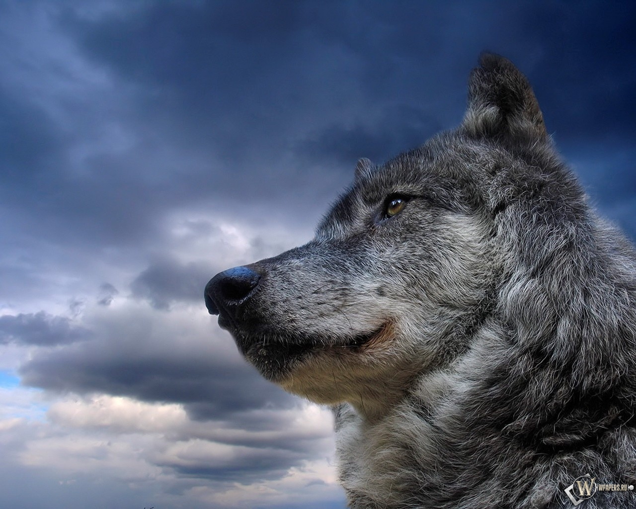 Волк на фоне неба 1280x1024