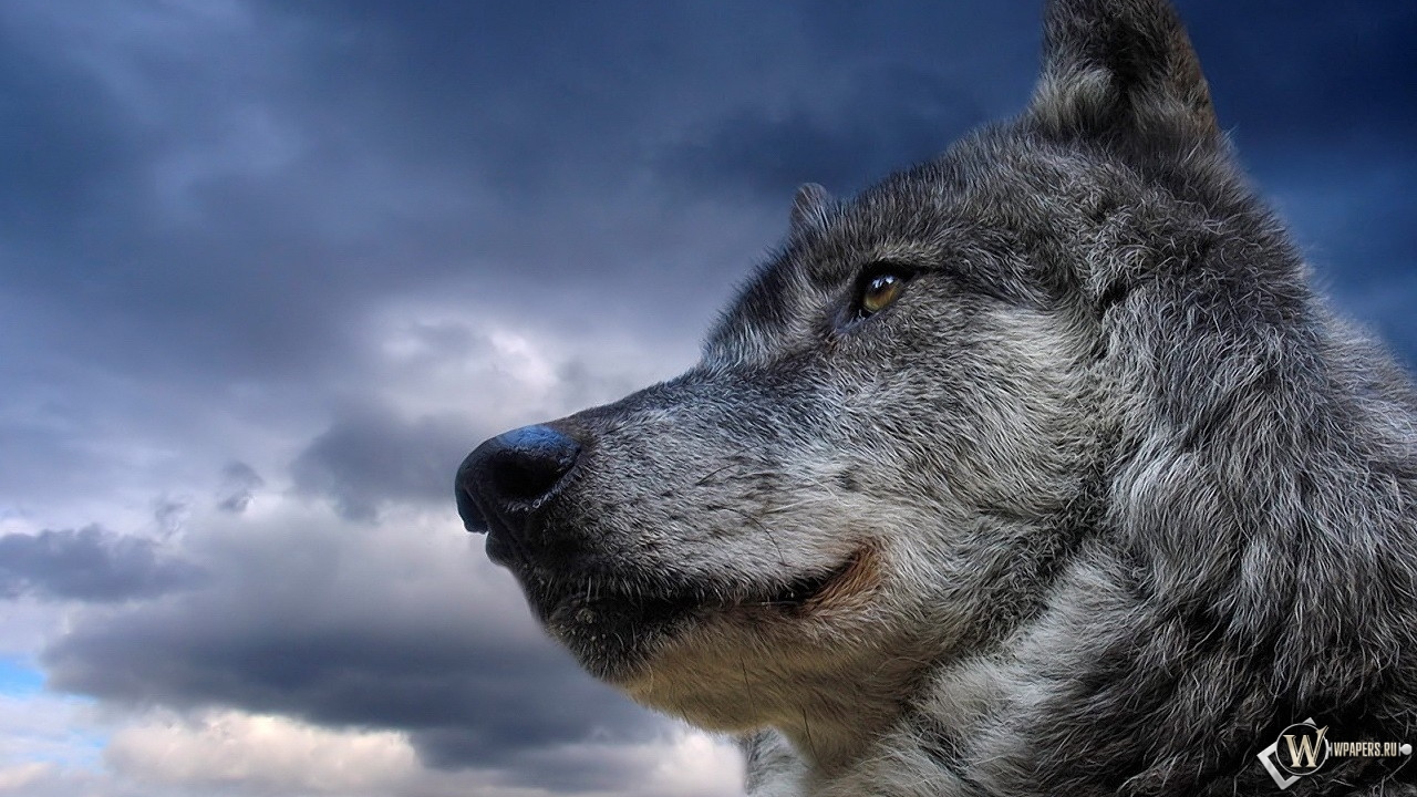 Волк на фоне неба 1280x720