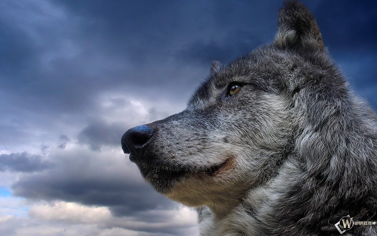 Волк на фоне неба 1280x800